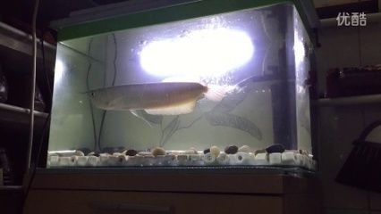 銀龍魚小夜燈（銀龍魚晚上開燈2到3小時，開燈2到3小時）