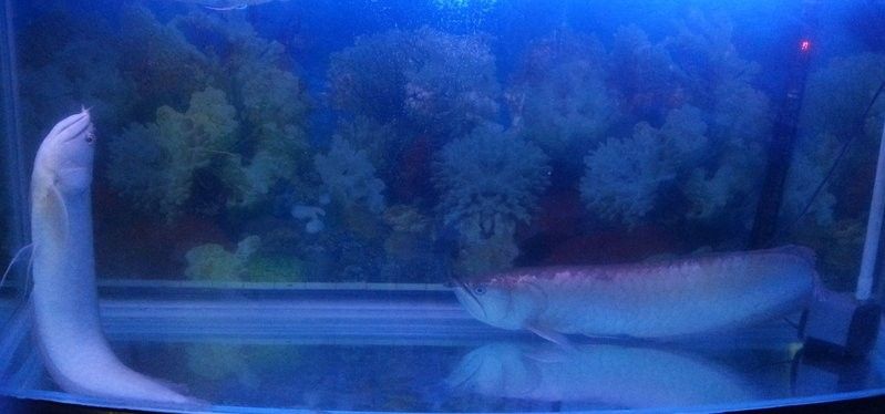 銀龍魚白天趴缸晚上正常怎么辦
