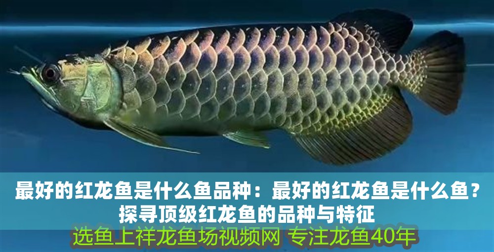 最好的紅龍魚是什么魚品種：最好的紅龍魚是什么魚？探尋頂級紅龍魚的品種與特征
