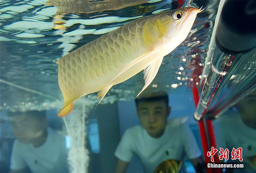 紅龍魚眼睛突出手術風險大嗎？