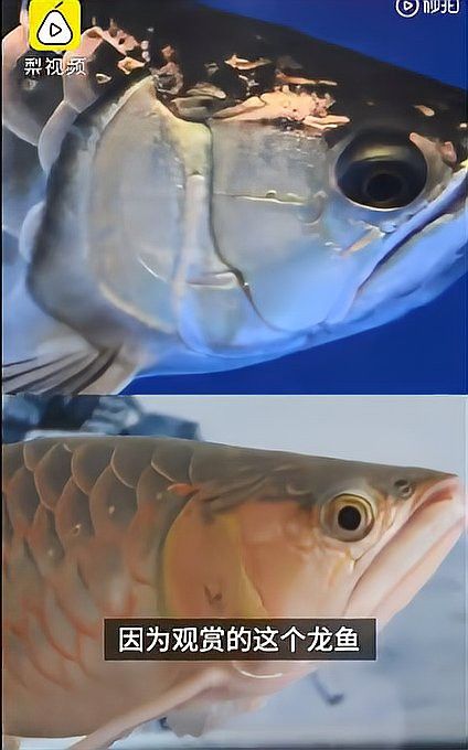 紅龍魚眼睛突出手術風險大嗎？