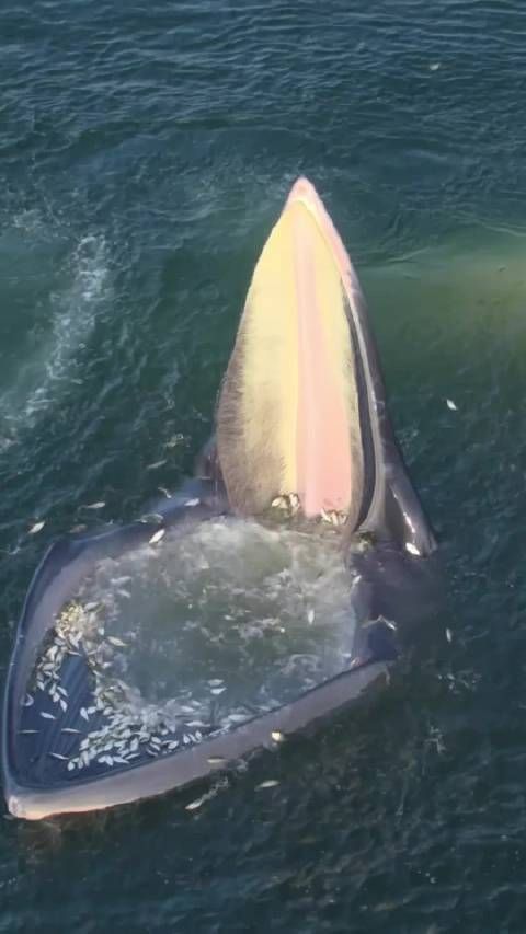 藍鯨為什么能長這么大