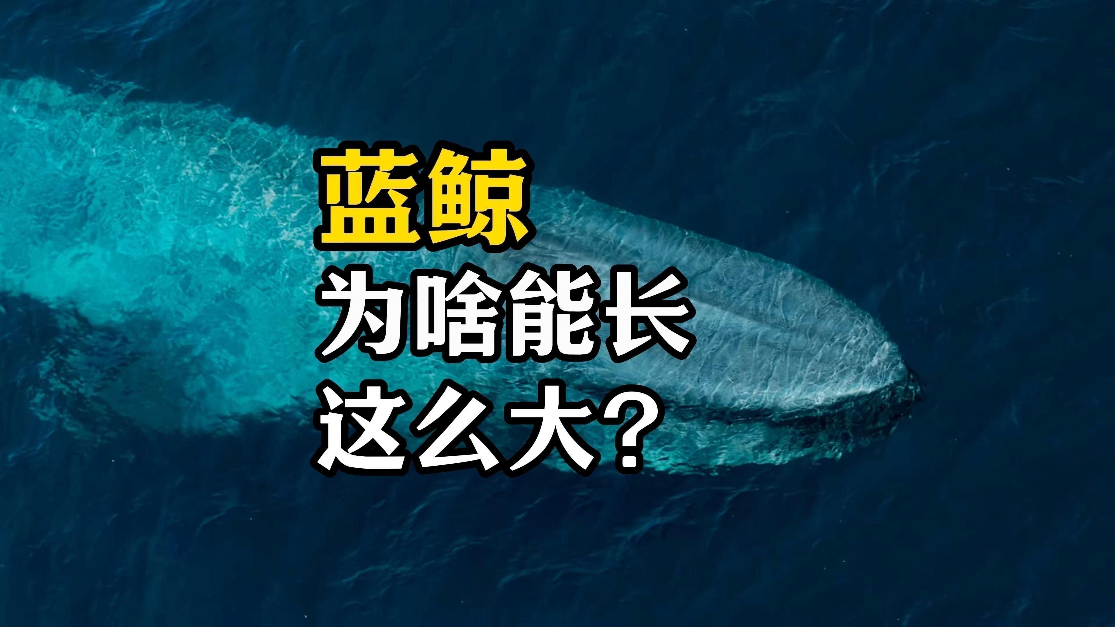 藍鯨為什么能長這么大