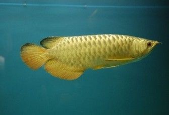 龍魚排白便的原因分析（龍魚排白便是什么原因引起的？）