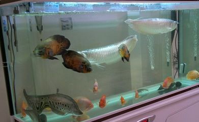 龍魚排白便的原因分析（龍魚排白便是什么原因引起的？）