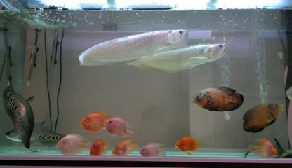 龍魚排白便的原因分析（龍魚排白便是什么原因引起的？）