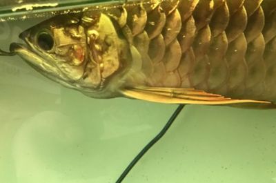 金龍魚鱗碎一角【金龍魚鱗碎一角可能是由多種原因造成的,水質問題】