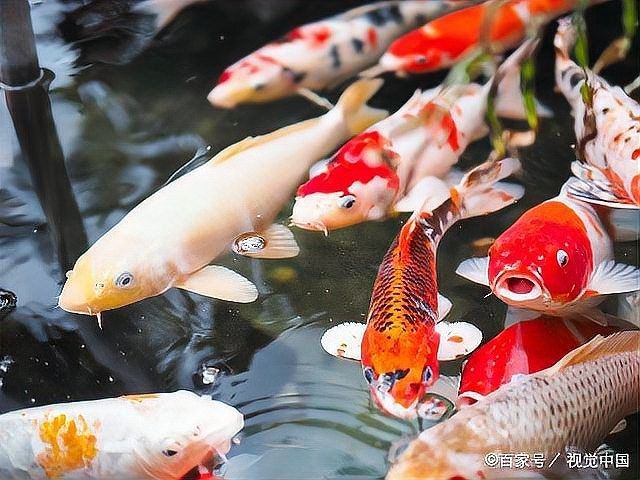龍魚飼料喂錦鯉可以吃嗎