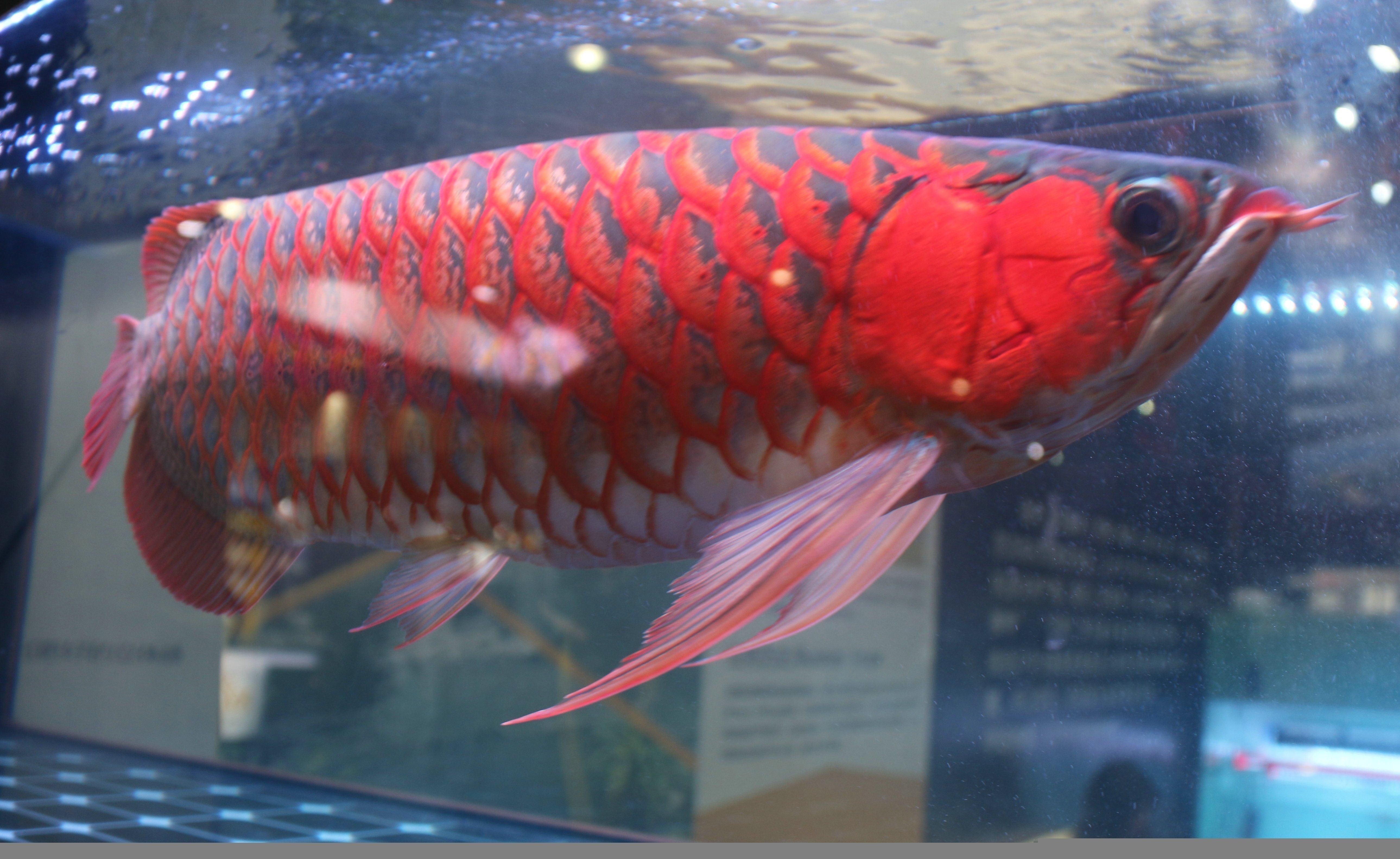 紅龍魚是什么樣的魚（紅龍魚是一種外形美觀、色彩鮮艷的淡水觀賞魚的品種）