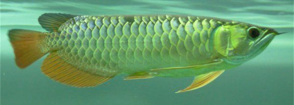 龍魚(yú)浮水面游的快嗎：龍魚(yú)浮水面游得快嗎 龍魚(yú)浮水面游的快嗎：龍魚(yú)浮水面游得快嗎 龍魚(yú)百科 第4張