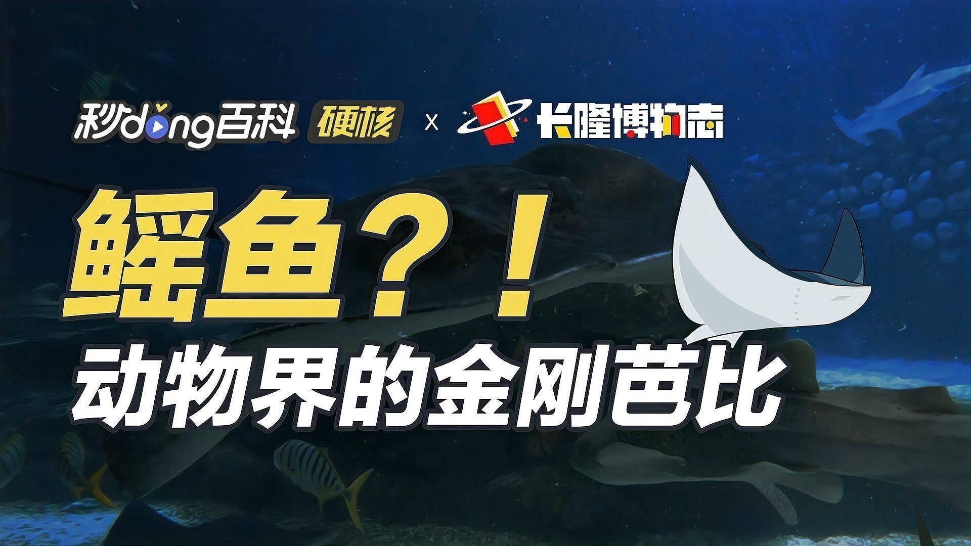 魔鬼魚鰩魚