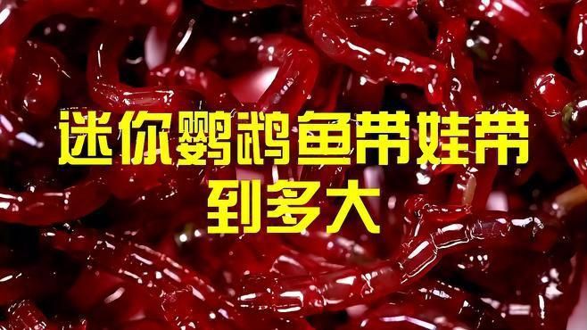 迷你鸚鵡多久不帶幼崽