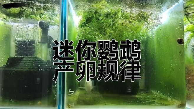 迷你鸚鵡多久不帶幼崽