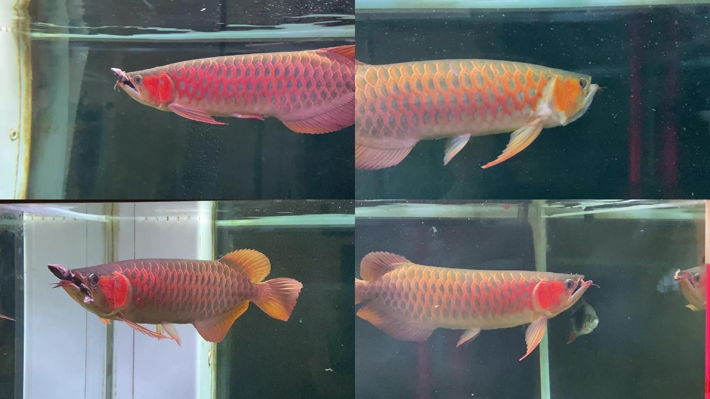 紅龍魚厭食是什么原因造成的（紅龍魚厭食是什么原因） 紅龍魚厭食是什么原因造成的（紅龍魚厭食是什么原因） 龍魚百科 第4張