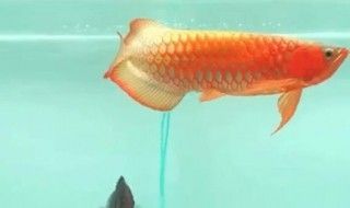 五天左右家里沒人龍魚會死嗎（水質管理是確保龍魚生存的關鍵因素確保龍魚生存的關鍵因素）