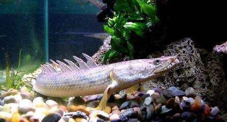 五天左右家里沒人龍魚會死嗎（水質管理是確保龍魚生存的關鍵因素確保龍魚生存的關鍵因素）
