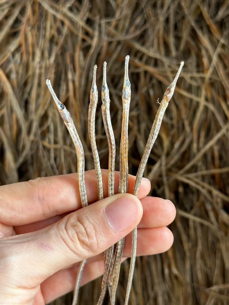 小海龍魚干的價格范圍是多少？