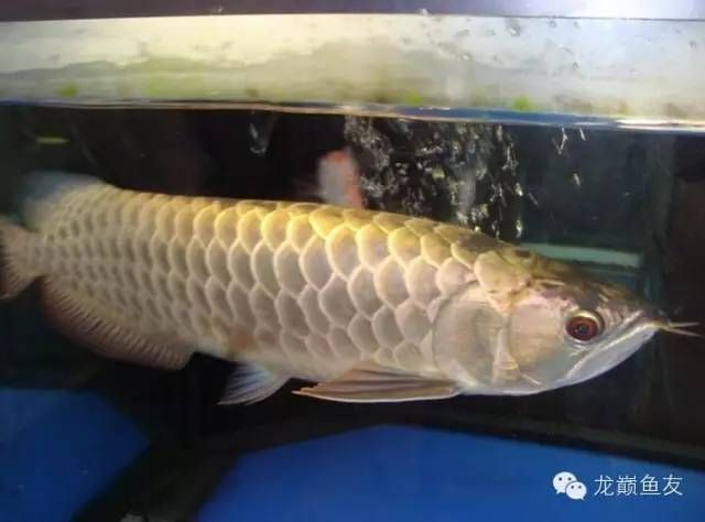 正大龍魚養殖場在哪里（廣東地區哪有龍魚養殖場）