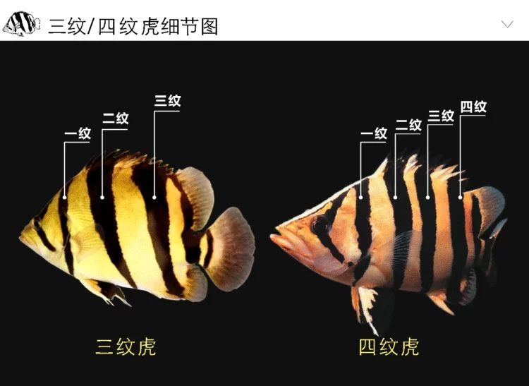 印尼紅龍魚品種及特點：關于印尼紅龍魚品種及其特點的詳細介紹