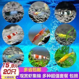 龍魚可以吃鸚鵡魚飼料嗎？：龍魚可以吃鸚鵡魚飼料嗎