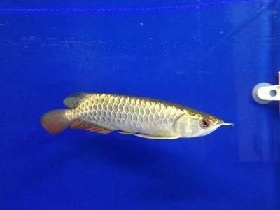 龍魚游動(dòng)縮鰭怎么辦：龍魚游動(dòng)縮鰭可能由多種原因引起龍魚縮鰭處理方法及處理方法