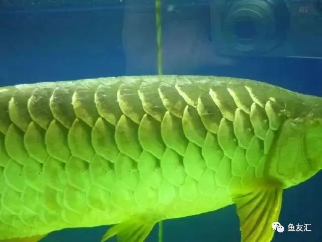 龍魚游動(dòng)縮鰭怎么辦：龍魚游動(dòng)縮鰭可能由多種原因引起龍魚縮鰭處理方法及處理方法