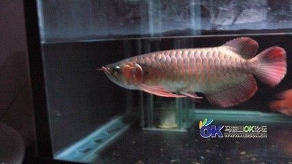 老孫龍魚 背景音樂：老孫龍魚背景音樂