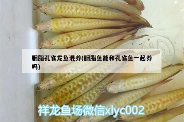 混養胭脂孔雀龍魚的水質管理：混養胭脂孔雀龍魚的水質管理是確保它們健康成長的關鍵