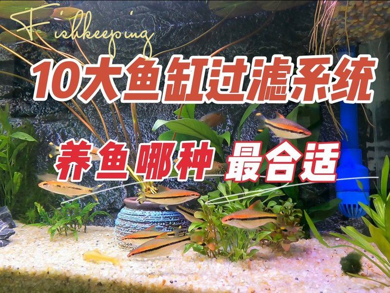 如何選擇適合辣椒紅龍的過濾器？