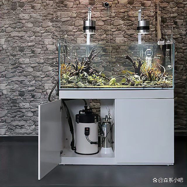 如何選擇適合辣椒紅龍的過濾器？
