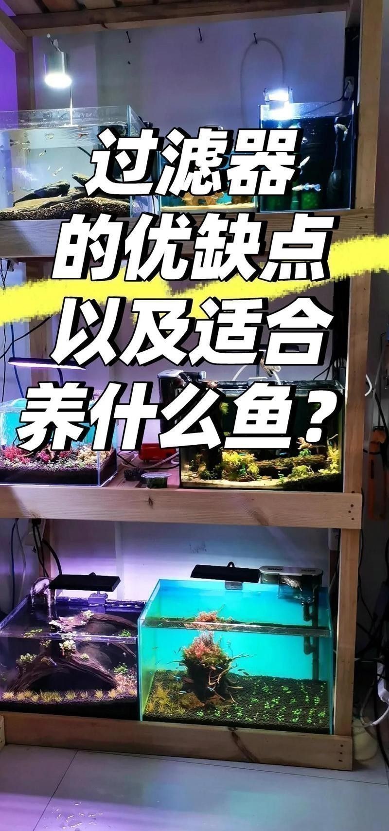 如何選擇適合辣椒紅龍的過濾器？