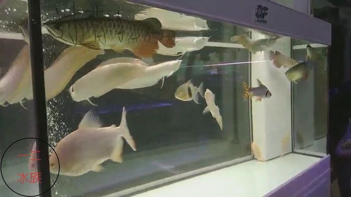 龍魚一般配什么魚好看：與龍魚混養(yǎng)的幾種魚種