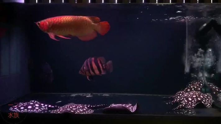 龍魚一般配什么魚好看：與龍魚混養(yǎng)的幾種魚種