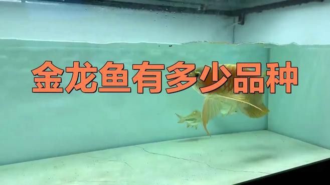 金龍魚(yú)是什么魚(yú)雜交的品種