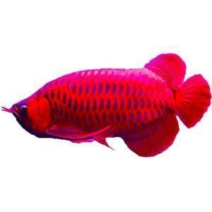 龍魚苗怎么養及喂養技巧和方法（養殖龍魚苗需要注意什么）