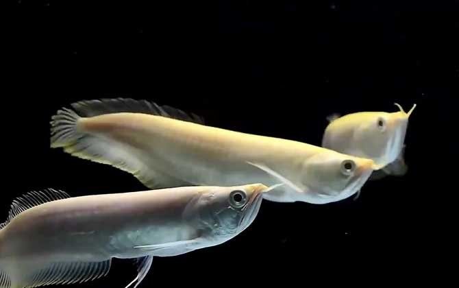 銀龍魚放生到河里能活嗎