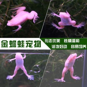 龍魚(yú)吃金蟾蛙好嗎：喂食金蟾蛙給龍魚(yú)好嗎