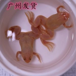 龍魚(yú)吃金蟾蛙好嗎：喂食金蟾蛙給龍魚(yú)好嗎