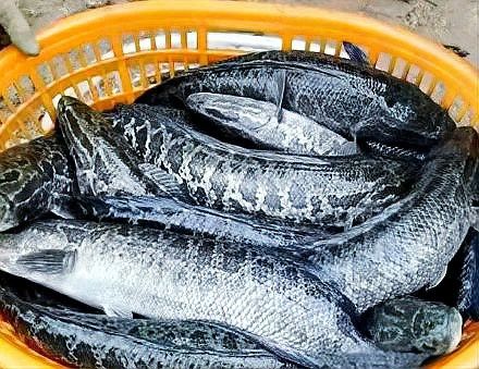 紅金龍魚的市場價格波動大嗎？