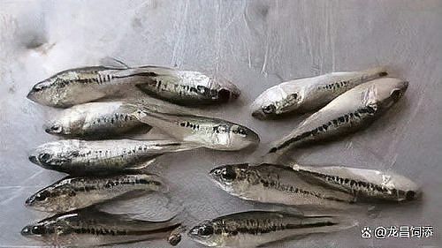 紅金龍魚的市場價格波動大嗎？