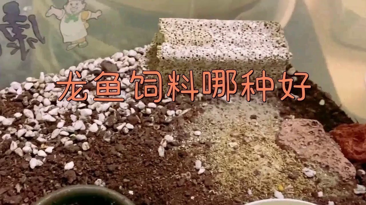紅龍魚喂什么品牌的飼料好？