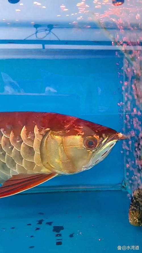 金龍魚翹嘴圖片大全欣賞