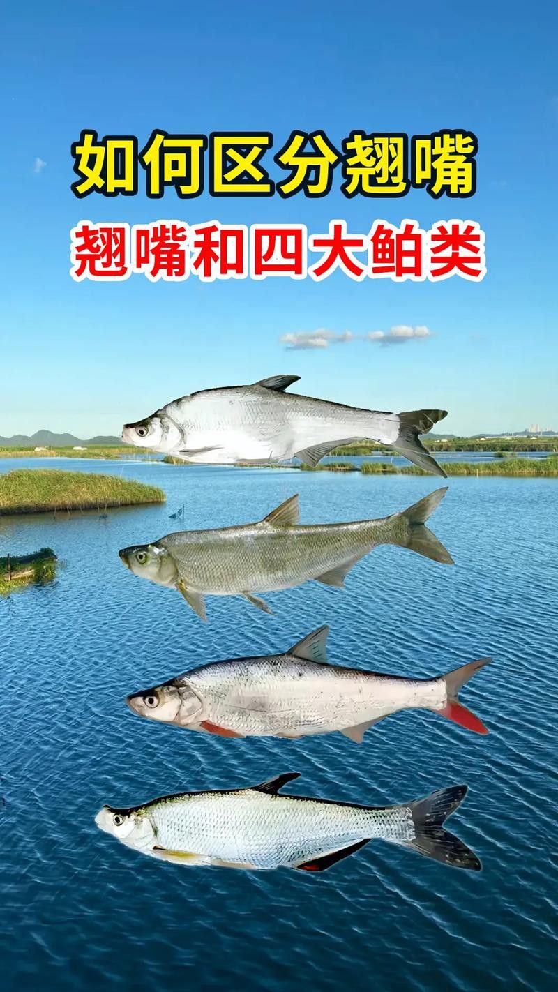 金龍魚翹嘴圖片大全欣賞