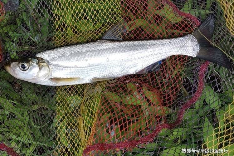 金龍魚翹嘴圖片大全欣賞