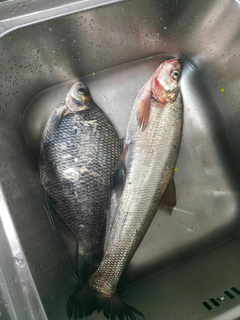 金龍魚翹嘴圖片大全欣賞