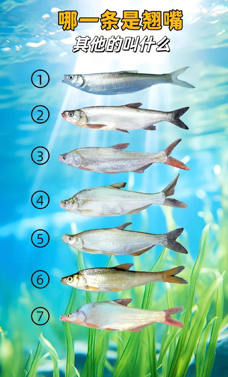 金龍魚翹嘴圖片大全欣賞
