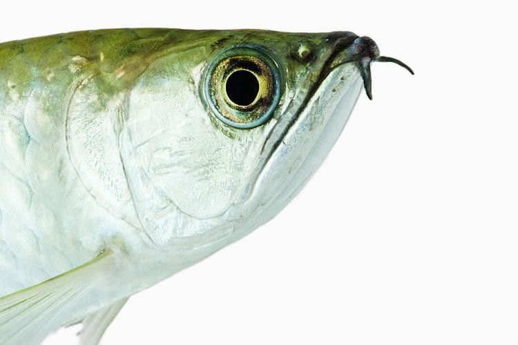 金龍魚翹嘴圖片大全欣賞