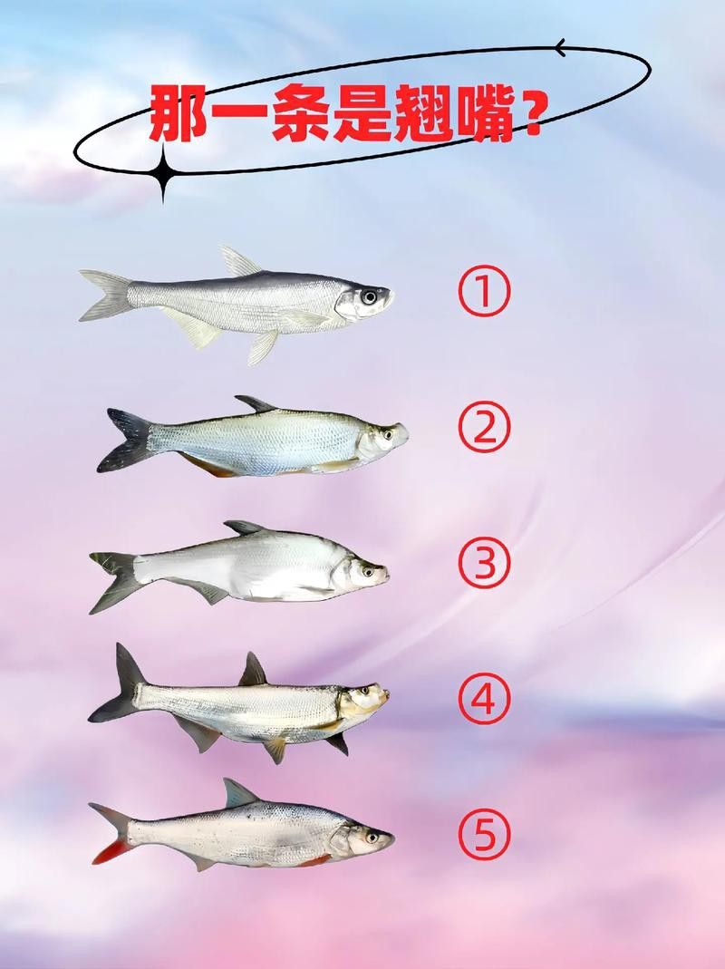 金龍魚翹嘴圖片大全欣賞