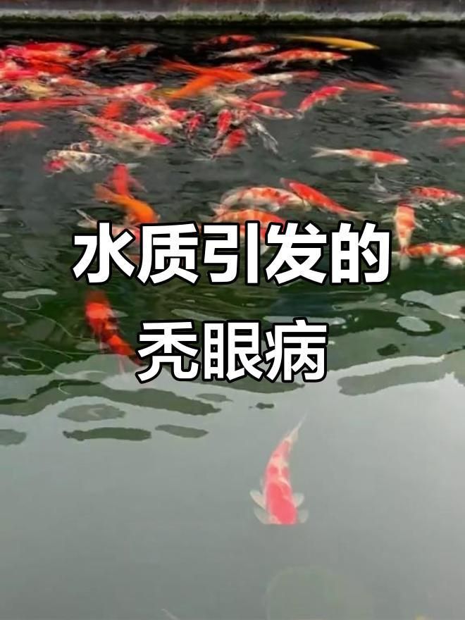 如何判斷魚突眼的病因？