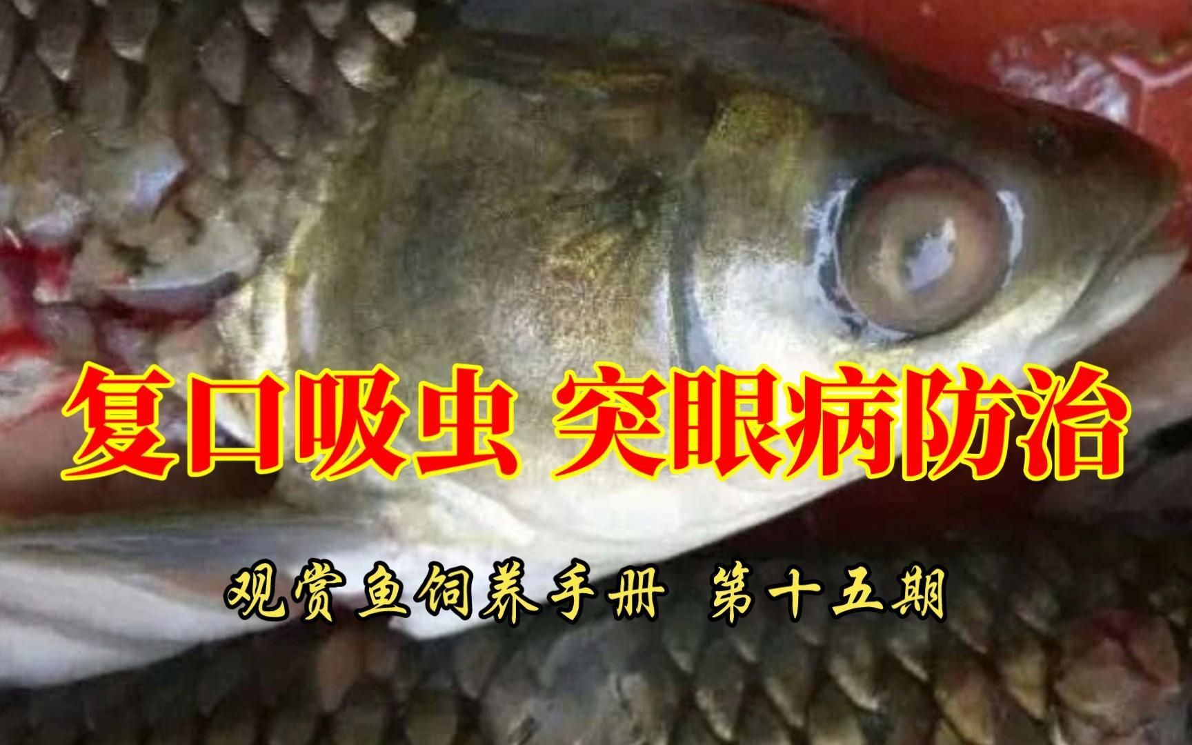 如何判斷魚突眼的病因？